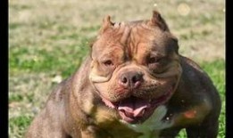 娱乐吃瓜君小奶狗,揭秘娱乐圈那些不为人知的幕后故事